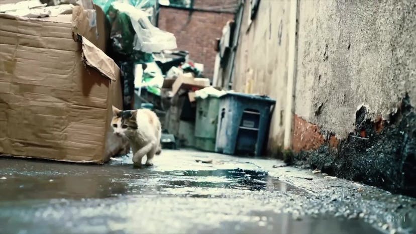 a white and orange tabby alley cat is seen darting across a back street alley in a heavy rain, looking for shelter...
